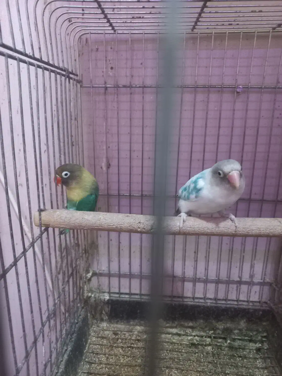 سه جفت طوطی برزیلی کوتوله خونگی نژاد دا ر|پرنده|تهران, جوادیه|دیوار