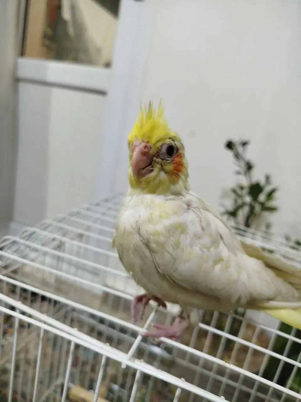 عروس هلندی|پرنده|ارومیه, |دیوار