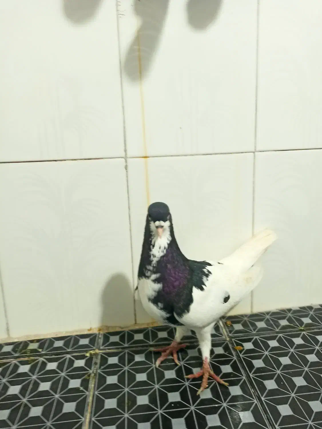 فروش دسته ی رنگی|پرنده|فراشبند, |دیوار