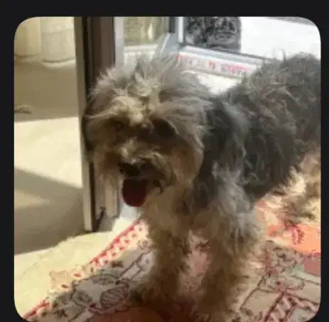 سگ گم شده|حیوانات|صومعهسرا, |دیوار