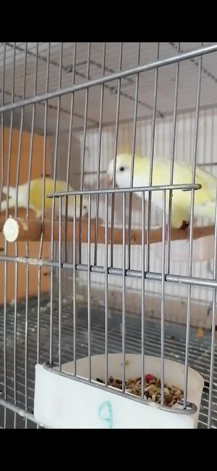 فروشی|پرنده|پیشوا, |دیوار