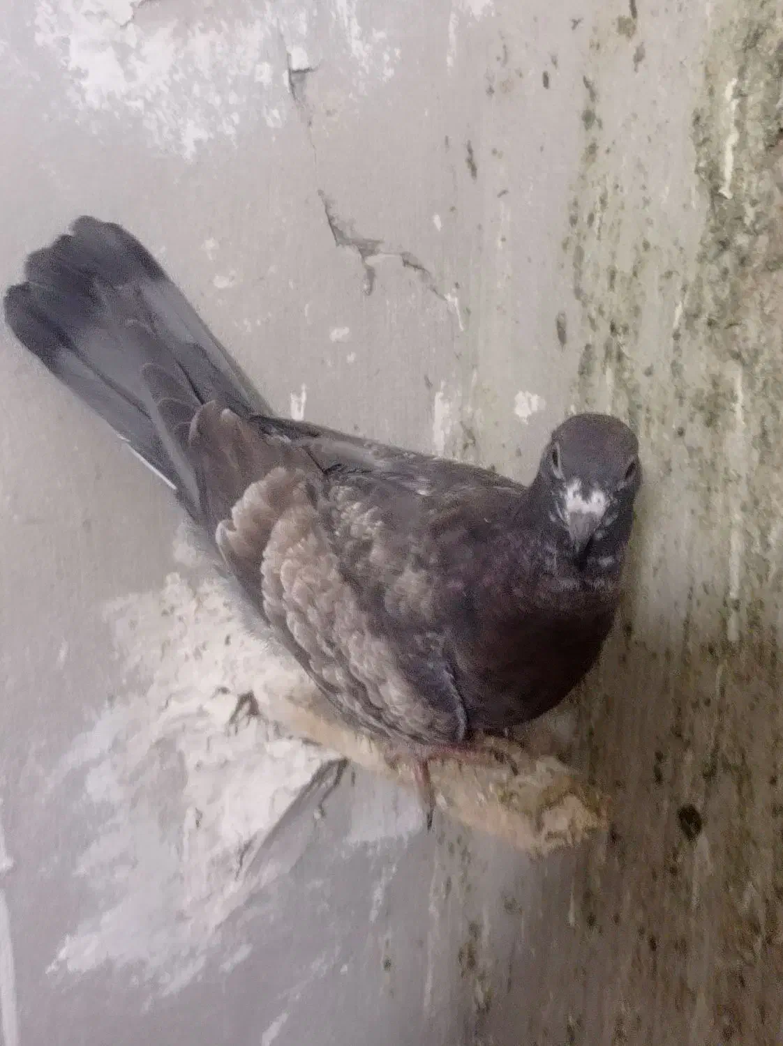 کبوتر...|پرنده|تایباد, |دیوار