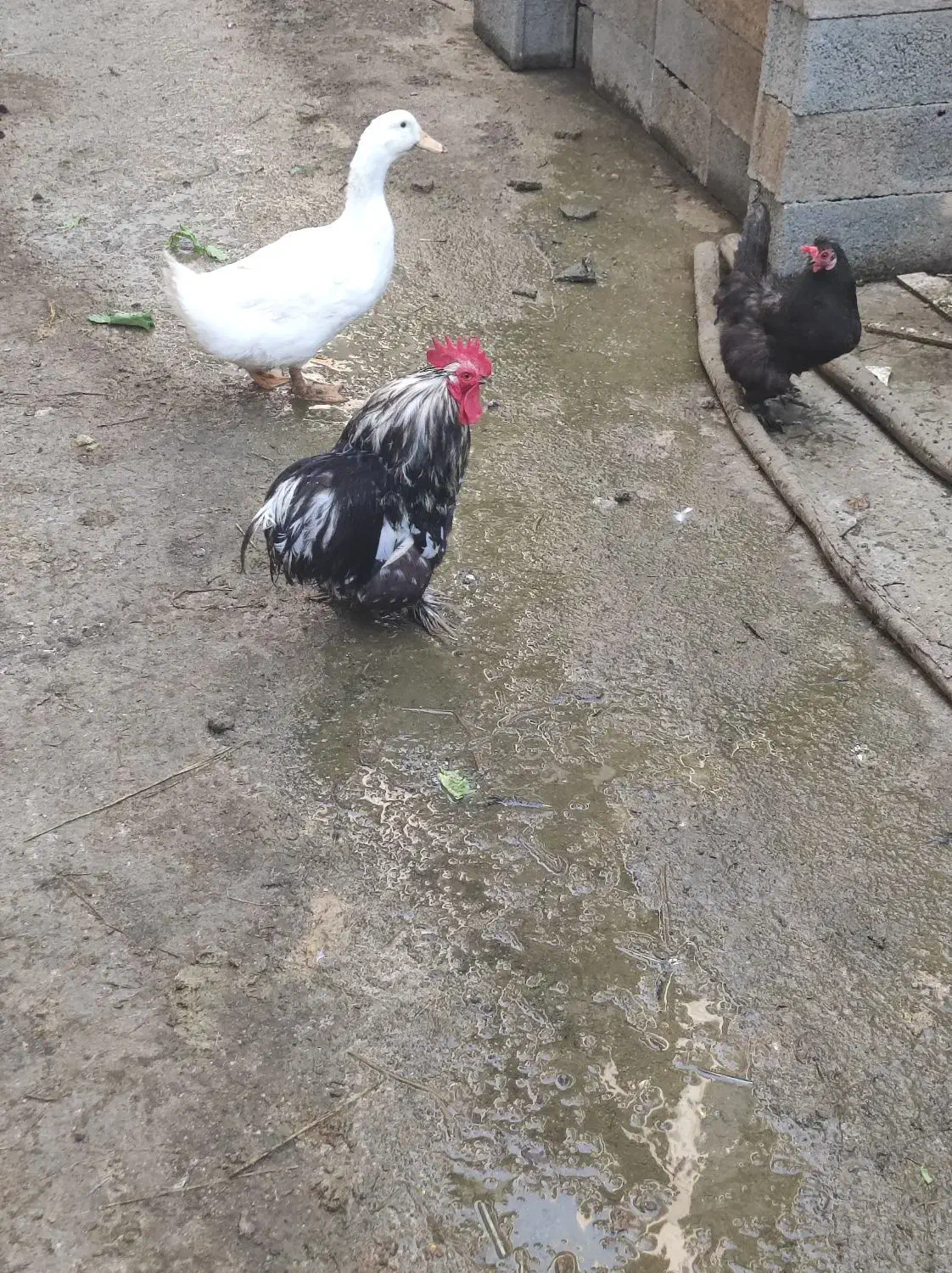 فروش خروس زینتی زیبا|حیوانات مزرعه|نوشهر, |دیوار