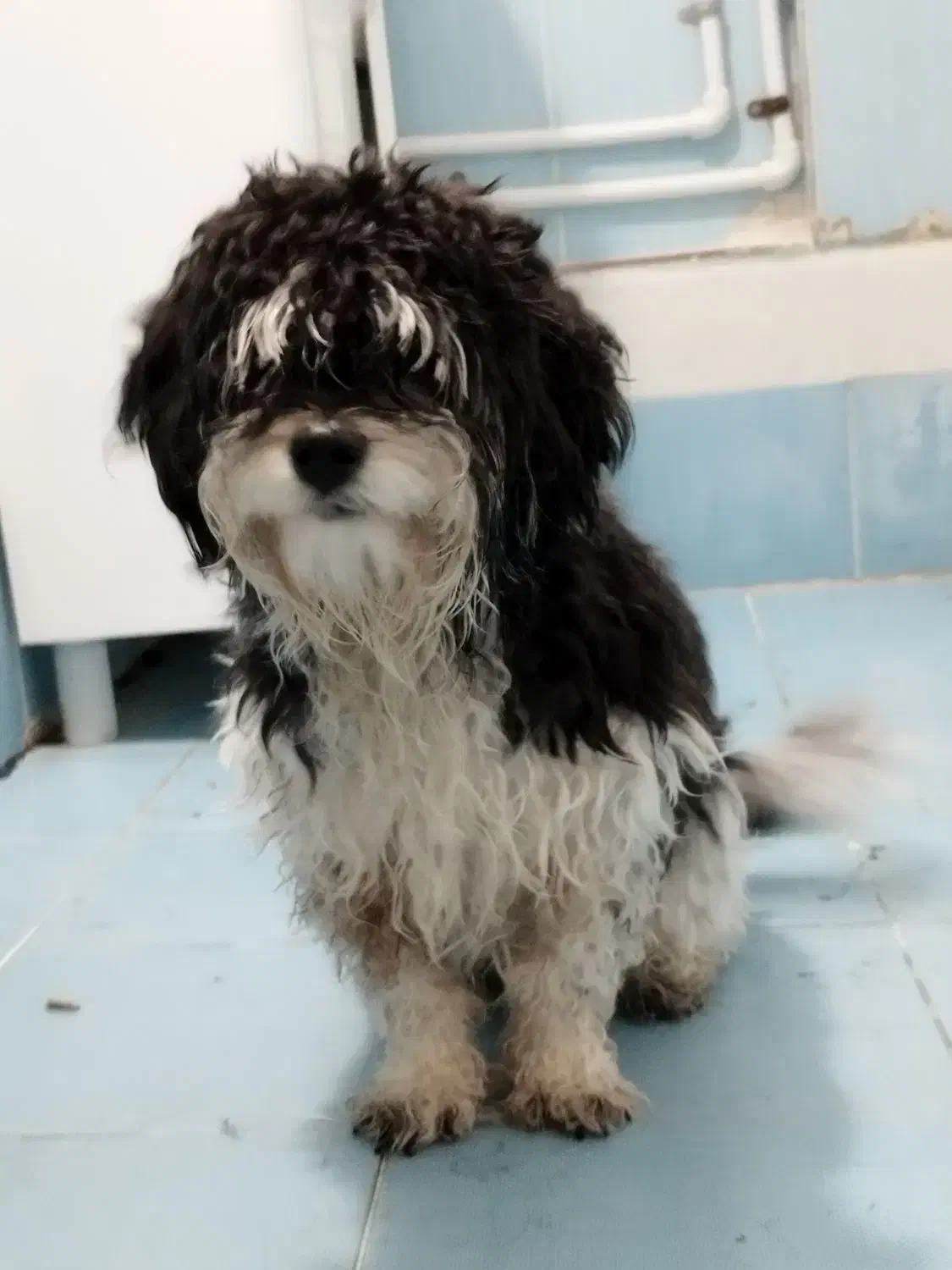 واگذاری سگ|سگ|زنجان, |دیوار