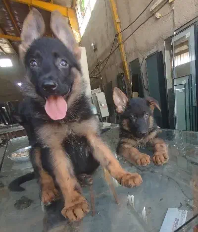 توله ژرمن شولاین|سگ|بوشهر, |دیوار