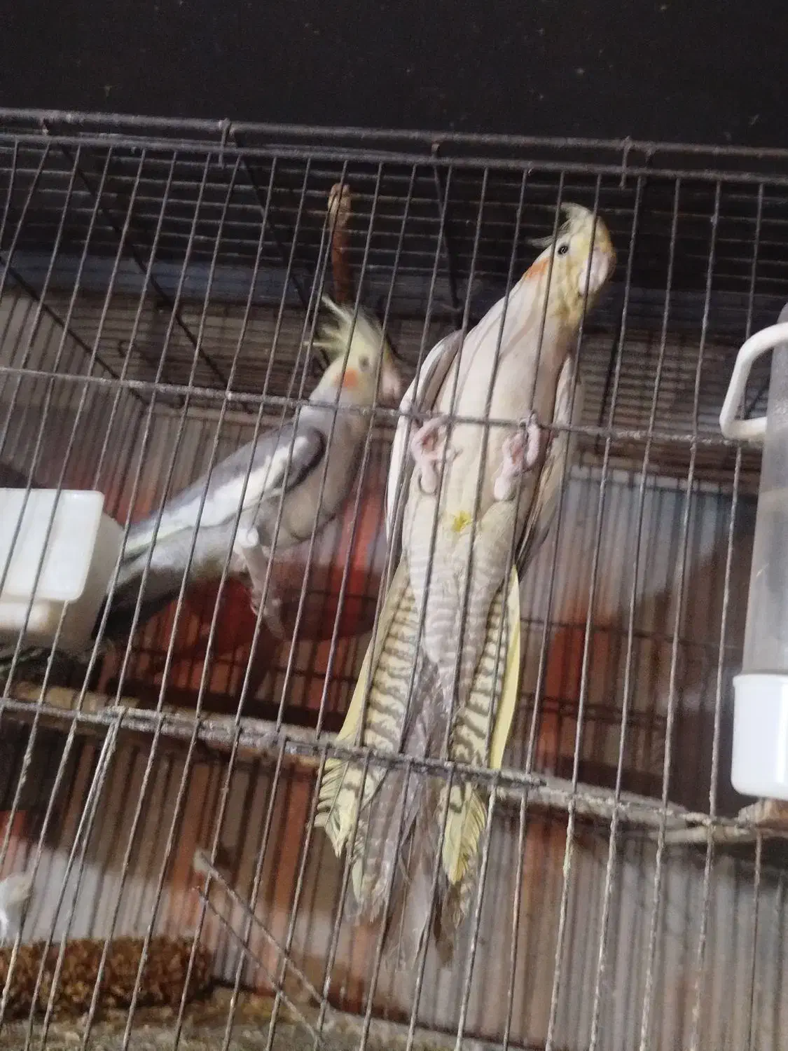 عروس هلندی و مرغ عشق|پرنده|ارومیه, |دیوار