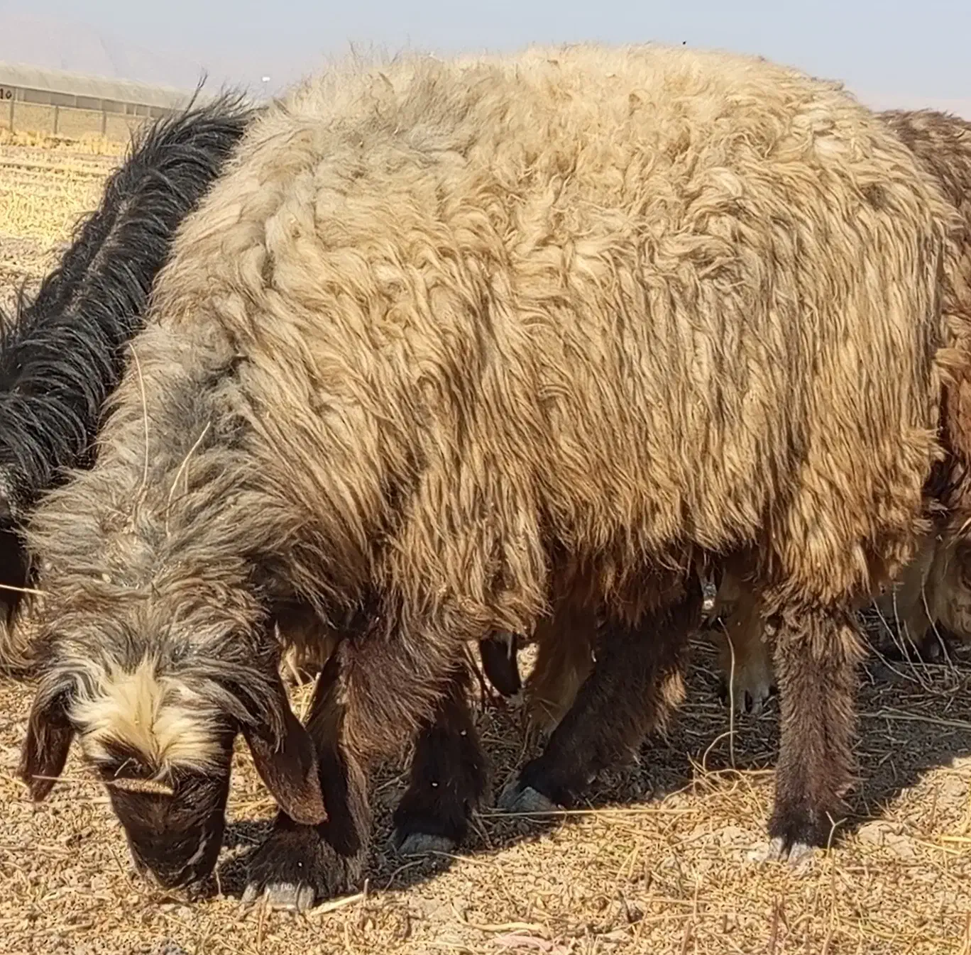 شیشک قوچ.شیشک میش|حیوانات مزرعه|مرودشت, رودبال|دیوار