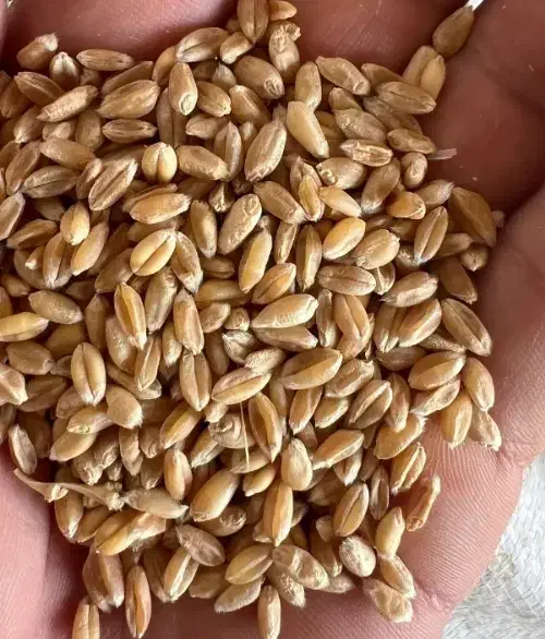 گندم پیشگام|گل و گیاه طبیعی|تاکستان, |دیوار