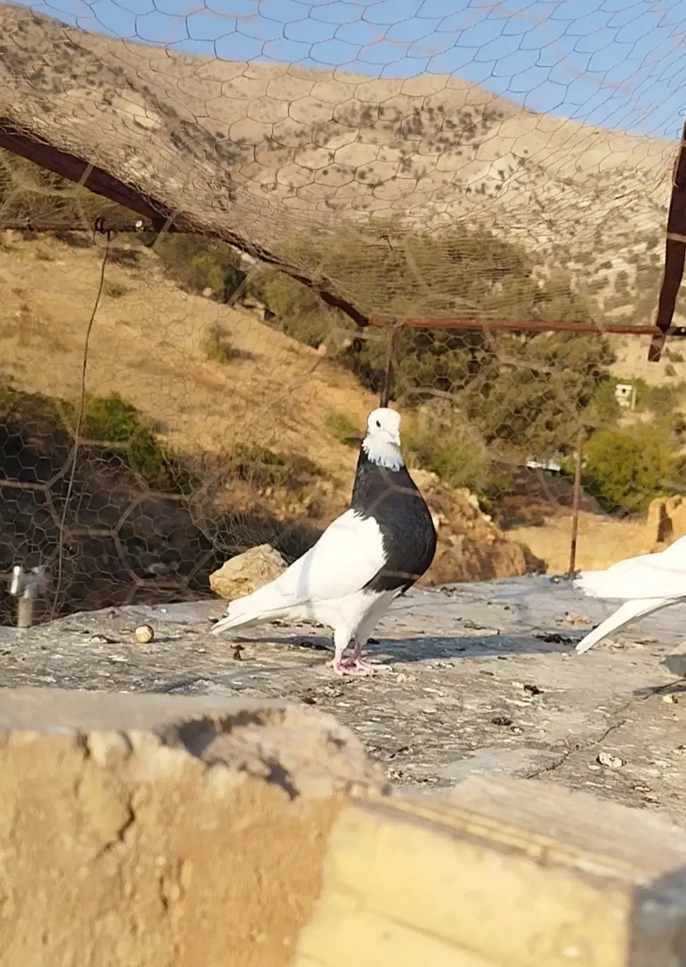 طوق سیاه ماده|پرنده|شیراز, گویم|دیوار