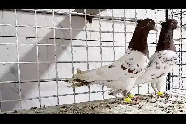 کبوتر|پرنده|فردوس (خراسان), |دیوار