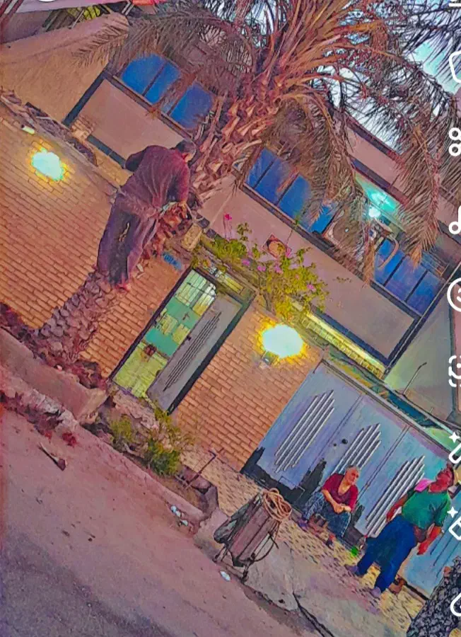 بریدن نخل قطع نخل حرس نخل سمپاشی در آوردن ریش نخل|خدمات باغبانی و درختکاری|اهواز, نادری|دیوار