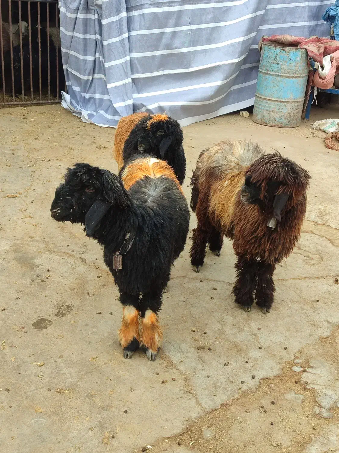 بره.میش.بز|حیوانات مزرعه|خمینی‌شهر, |دیوار