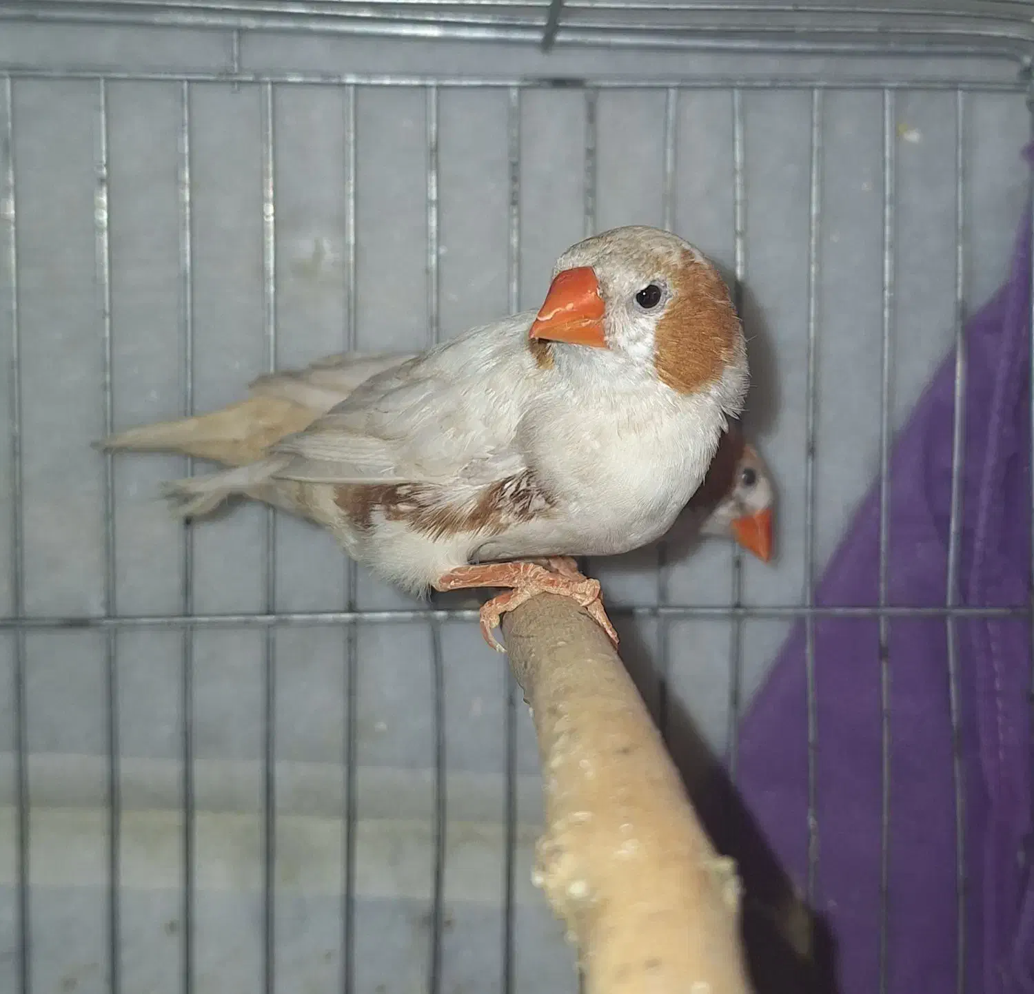 فنچ کینگ|پرنده|کرج, جهانشهر|دیوار