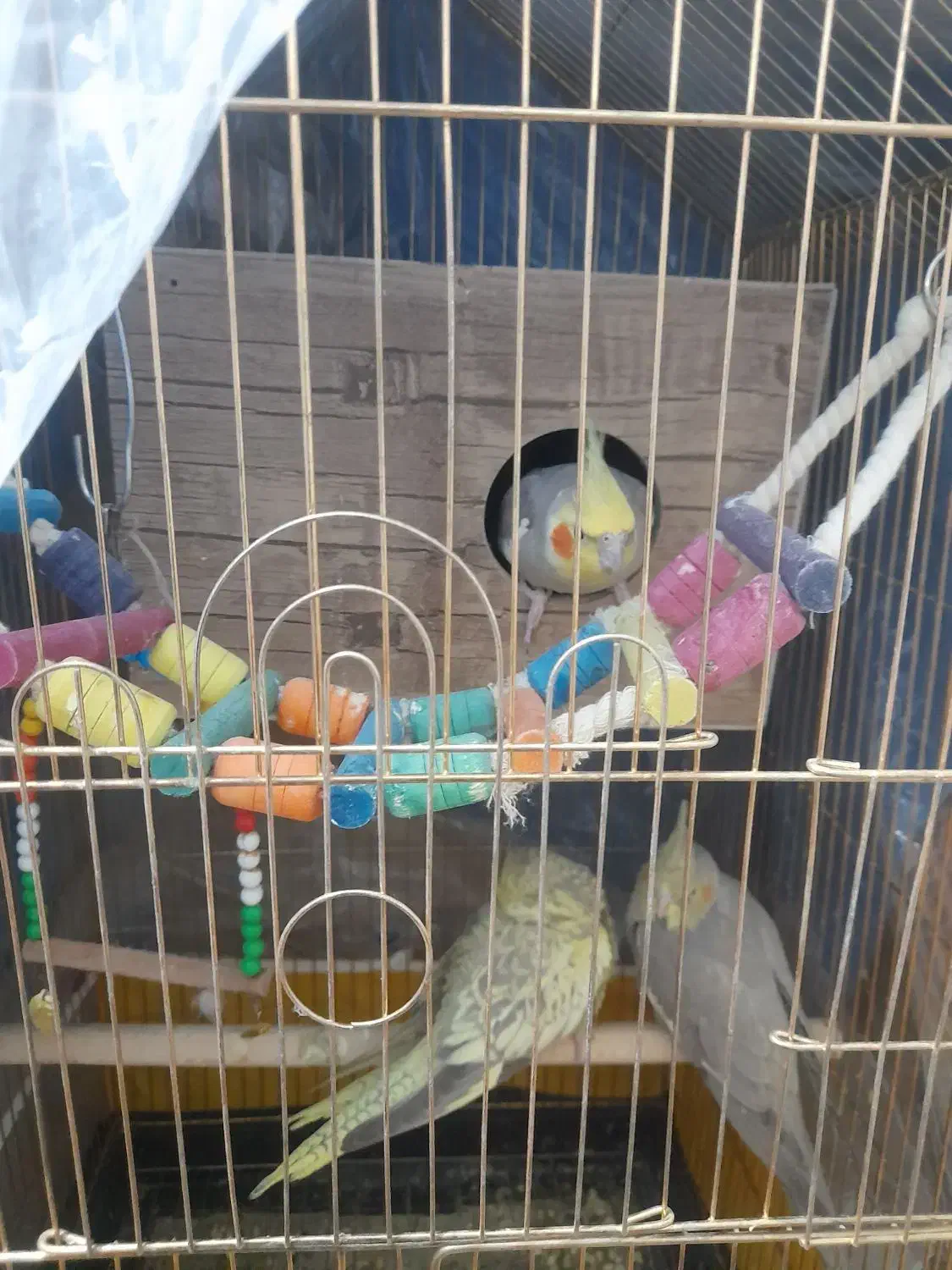 دوهفته عروس هلندی بایه جفت تخم گذاشته بقیمت|پرنده|شاهرود, |دیوار