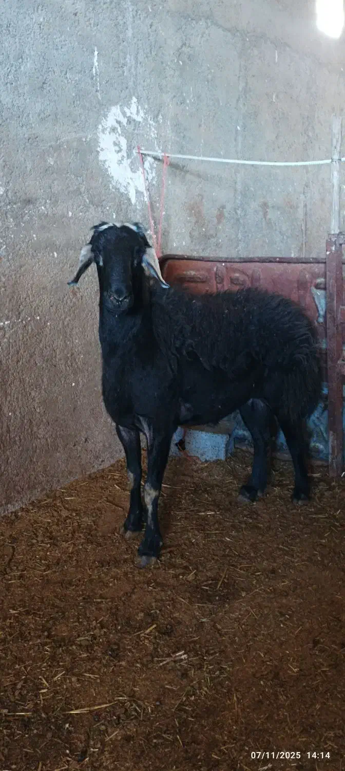 قوچ قزل افشار و قره چال بز سانن|حیوانات مزرعه|کمیجان, |دیوار