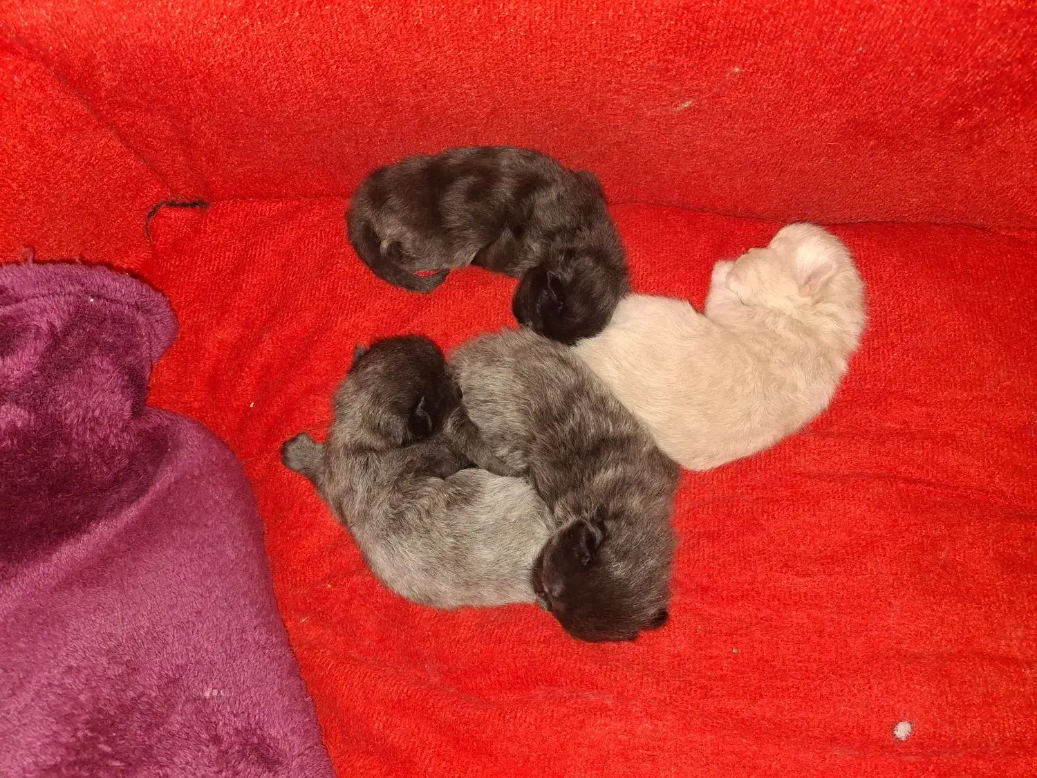 بچه گربه پرشین|گربه|ری, دولت‌آباد|دیوار