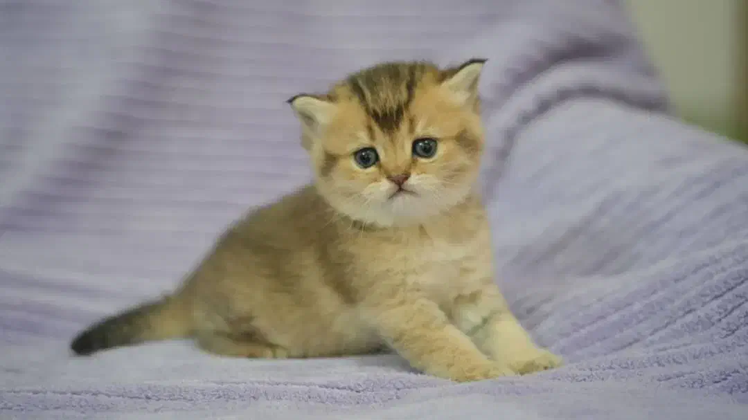 بچه های بریتیش اصیل(چهارباغ بالا)|گربه|اصفهان, باغ زرشک|دیوار