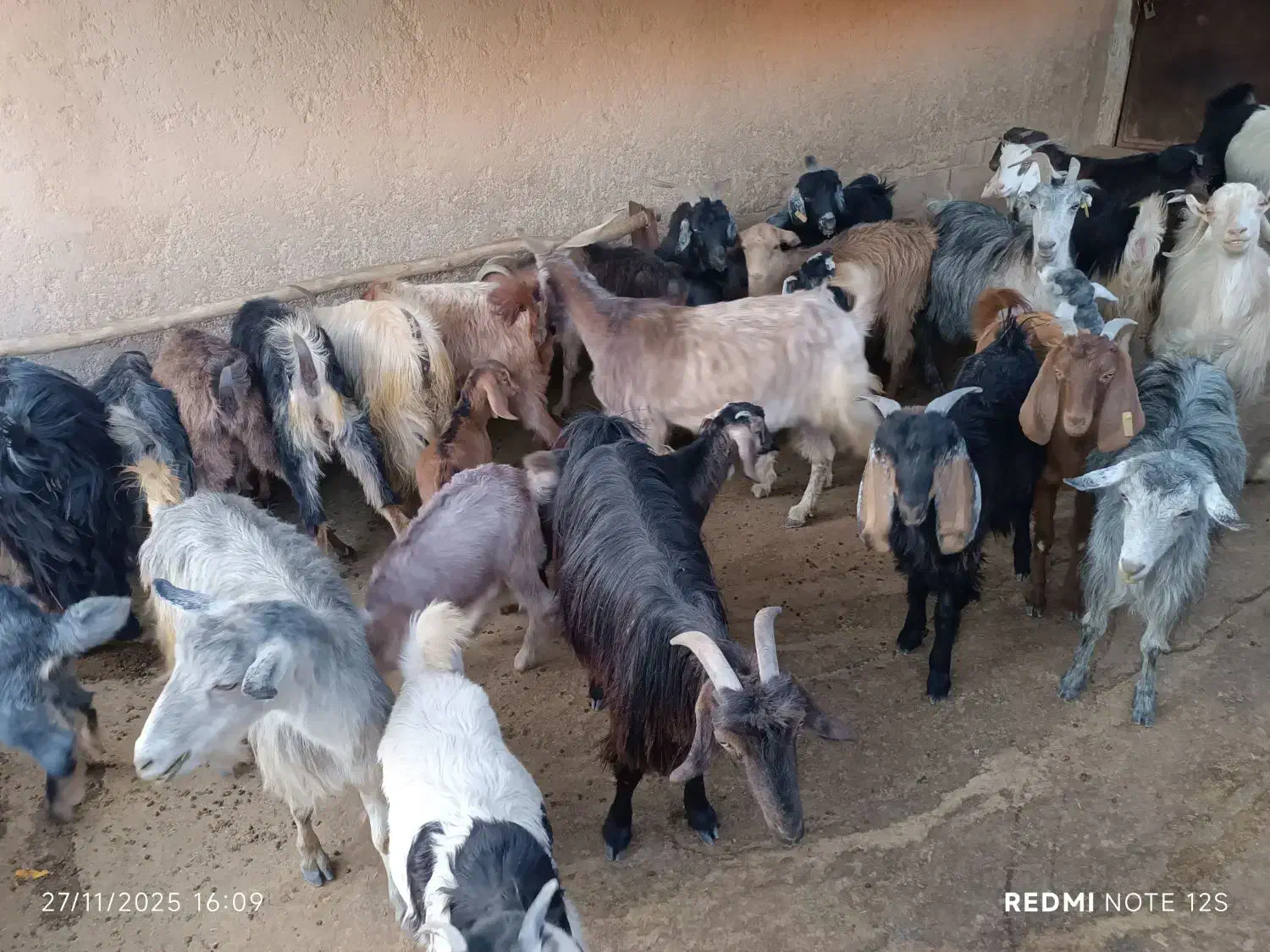 20عدد بز داشتی و زایرن برا فروش مکان چاروسا|حیوانات مزرعه|چاروسا, |دیوار