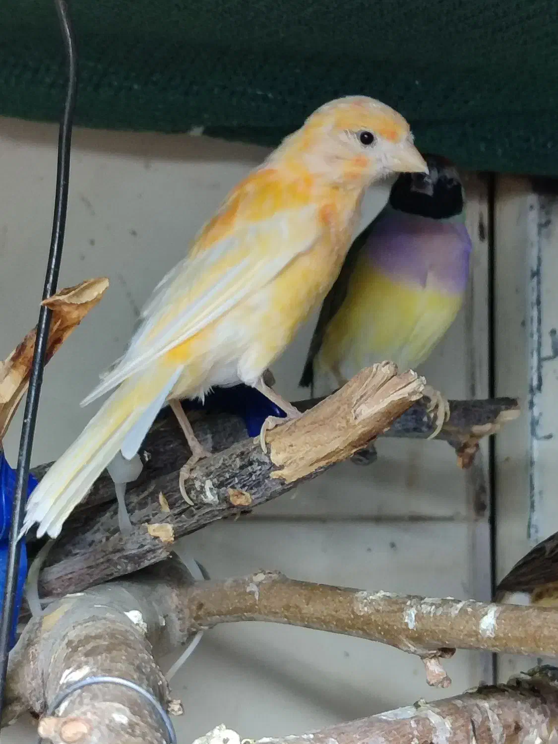 قناری ماده|پرنده|درگز, |دیوار