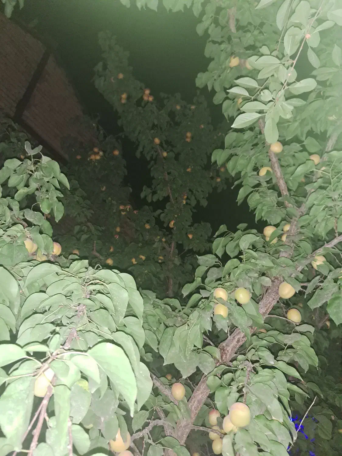 باغ فروشی|فروش خانه و ویلا|مشهد, کارمندان دوم|دیوار