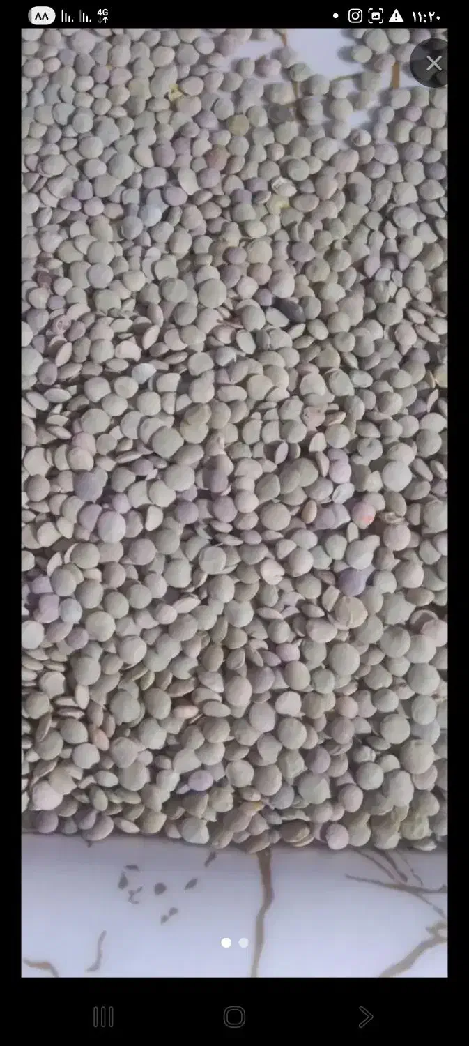 عدس|خوردنی و آشامیدنی|مشگین شهر, |دیوار