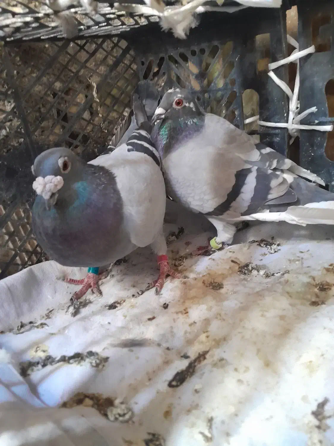 کبوتر پلاکی|پرنده|دهدشت, |دیوار