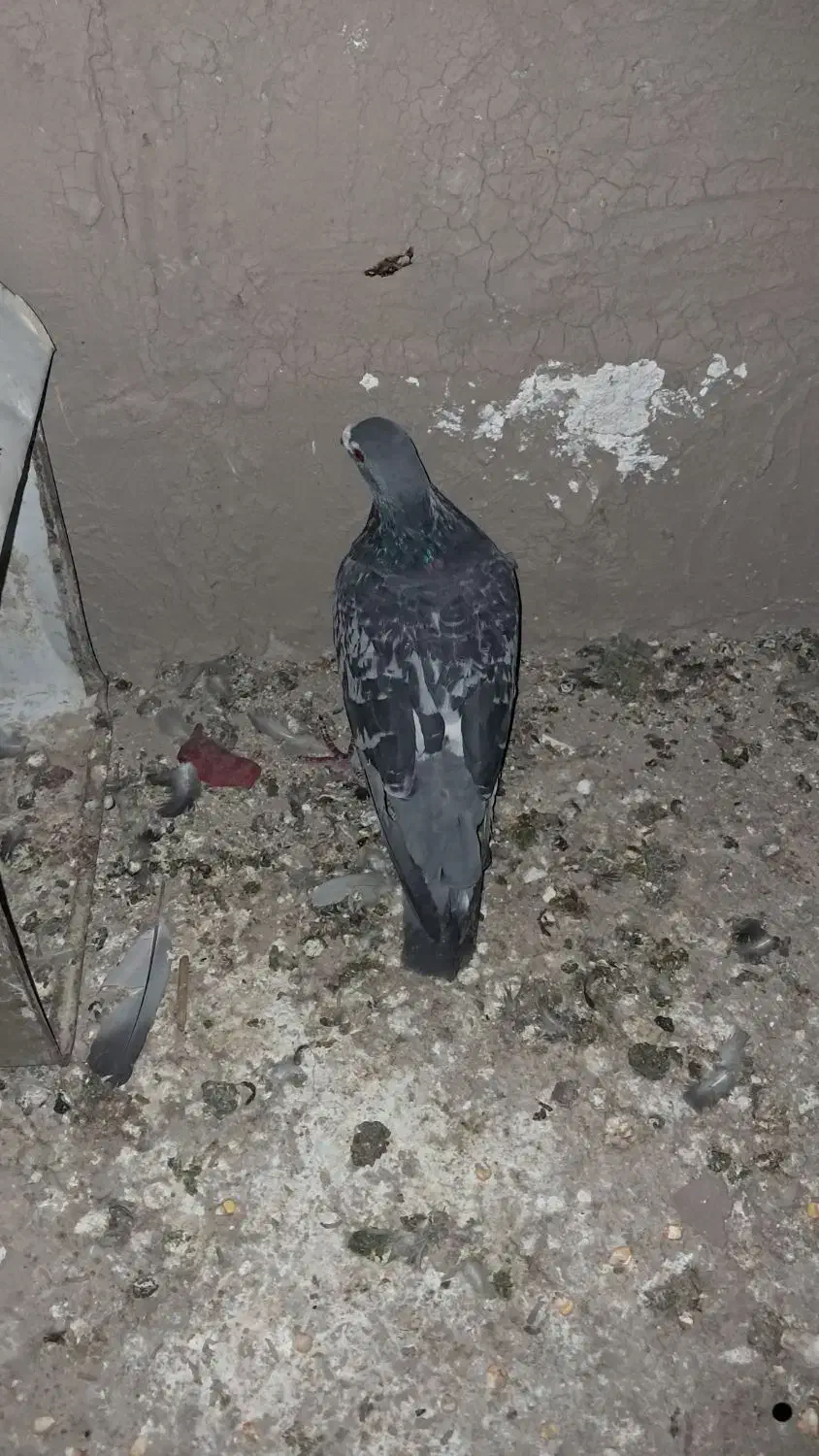 کبوتر نر|پرنده|کازرون, |دیوار