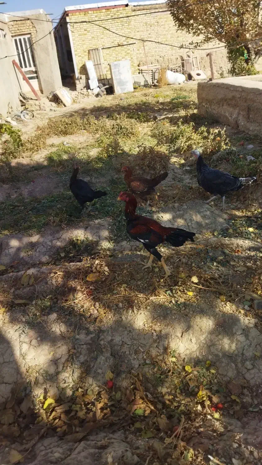 مرغ و خروس لاری و بوقلمون|حیوانات مزرعه|درگزین, |دیوار