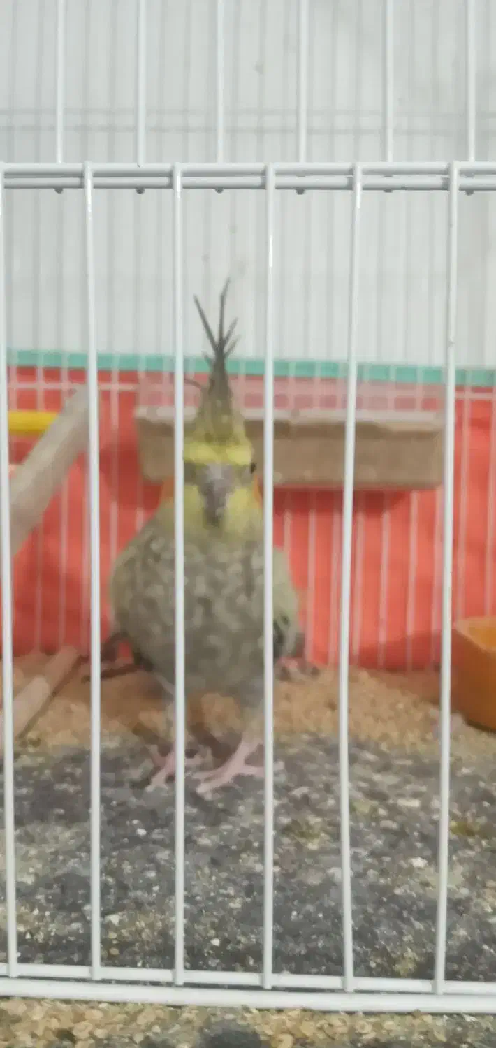 عروس هلندی|پرنده|دره شهر, |دیوار