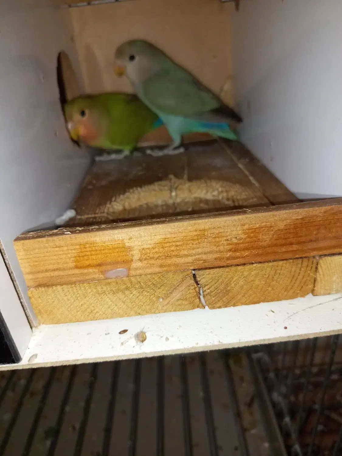 کوتوله|پرنده|شیراز, شیخ علی چوپان|دیوار