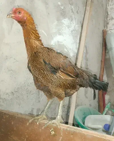 خروس ومرغ لاری|حیوانات مزرعه|قم, ولیعصر|دیوار