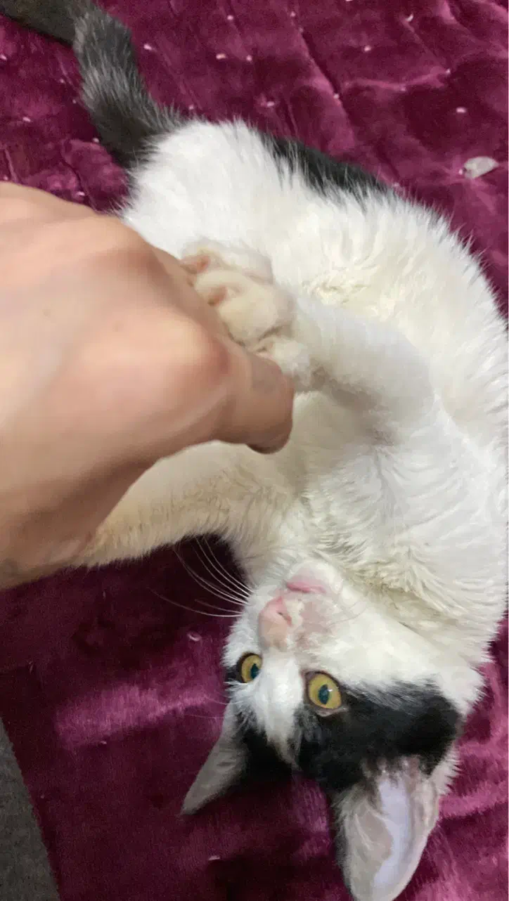 گربه|گربه|گرگان, |دیوار