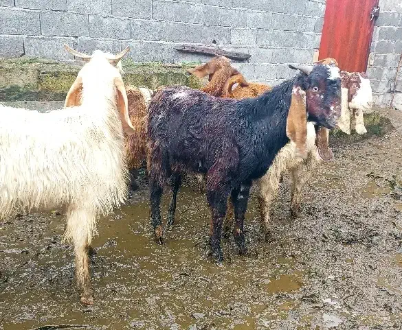 گوسفند.بز و بزغاله|حیوانات مزرعه|سورک, |دیوار