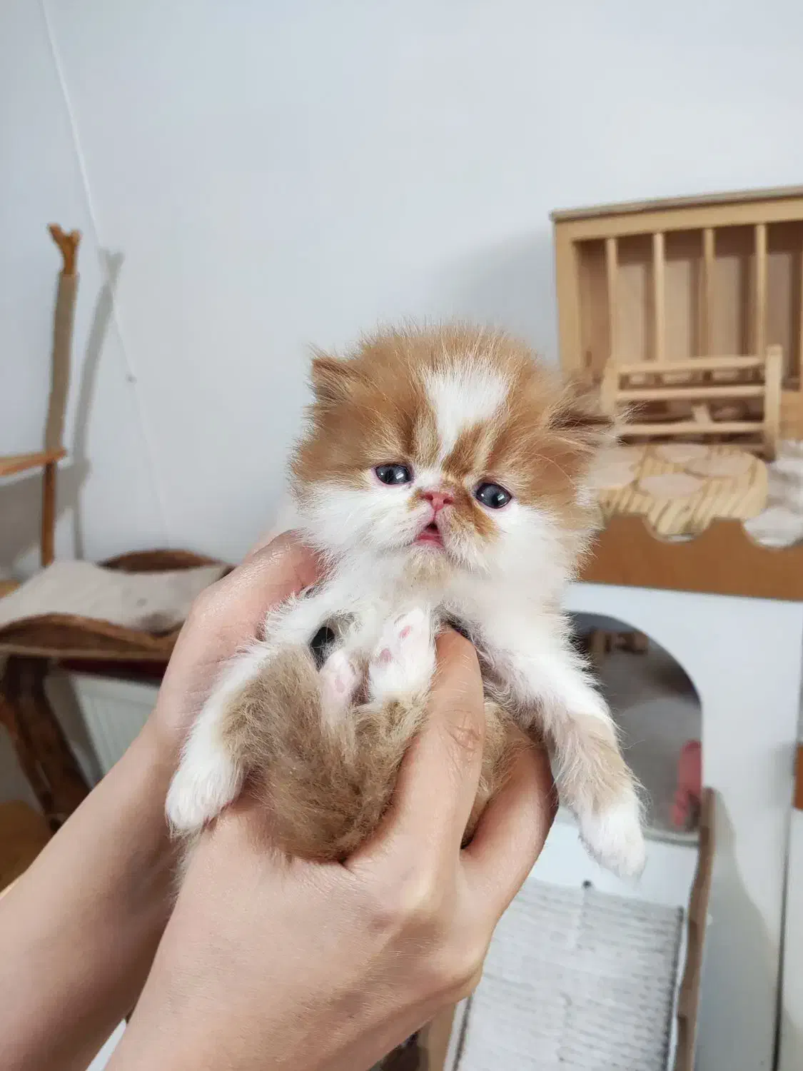 گربه پرشین|گربه|اصفهان, مهدی آباد|دیوار