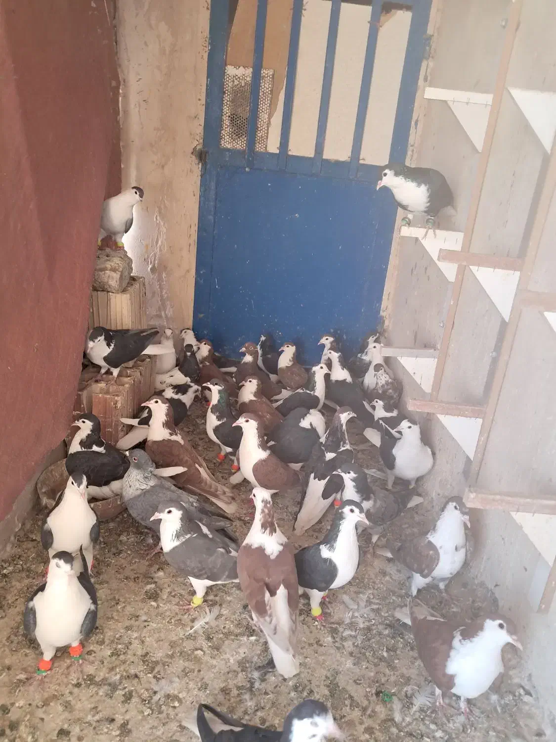 کفتر رنگی هوایی|پرنده|ملکآباد, |دیوار