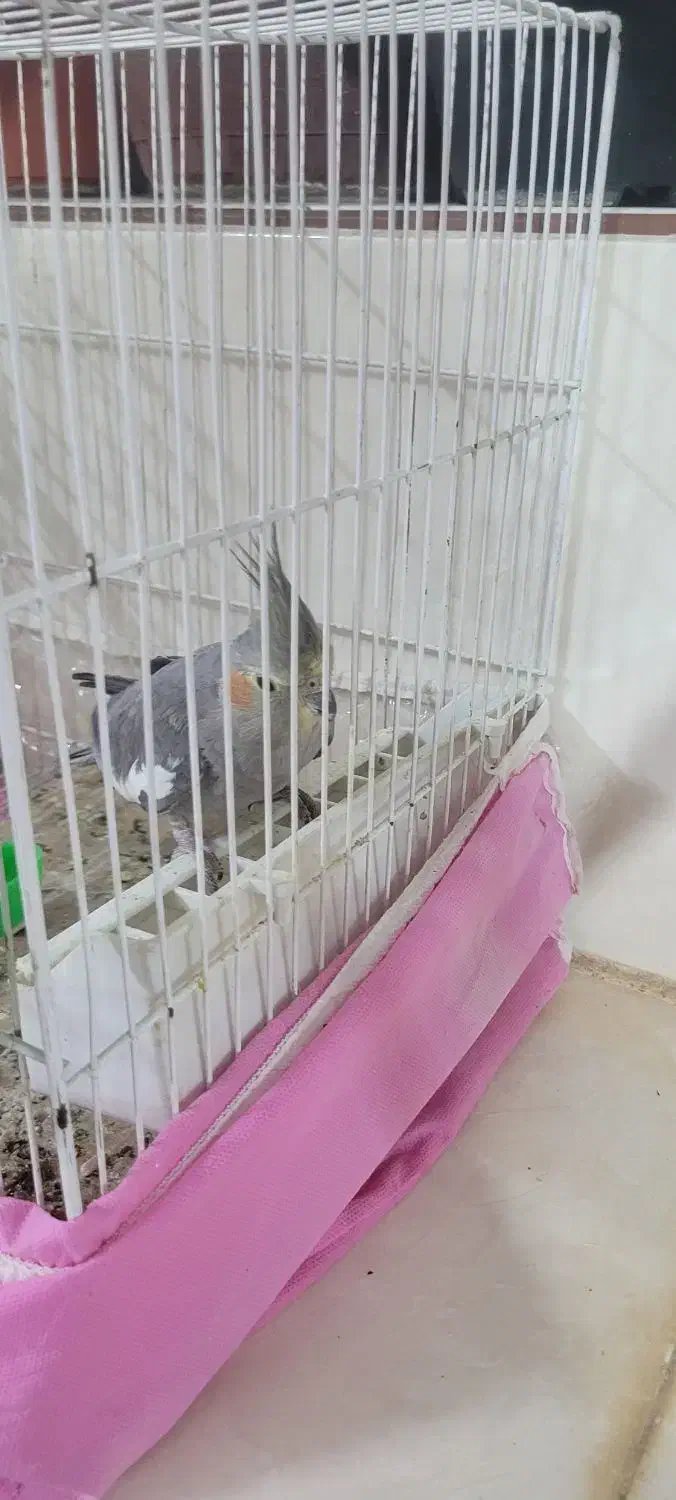 حیوانات|پرنده|خلیل آباد, |دیوار