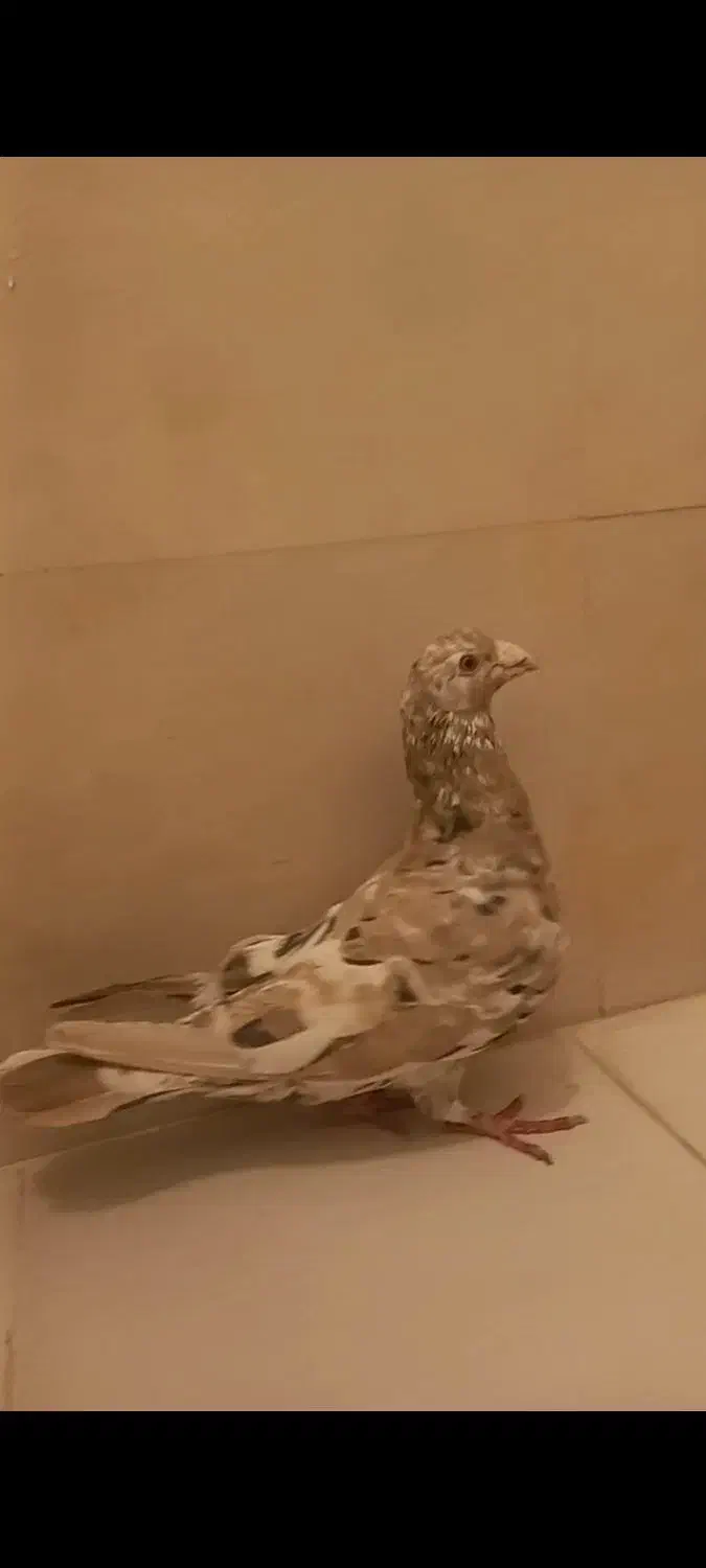 پلاکی و بهبونی و کفتر رایگان|پرنده|شیراز, انجیر|دیوار