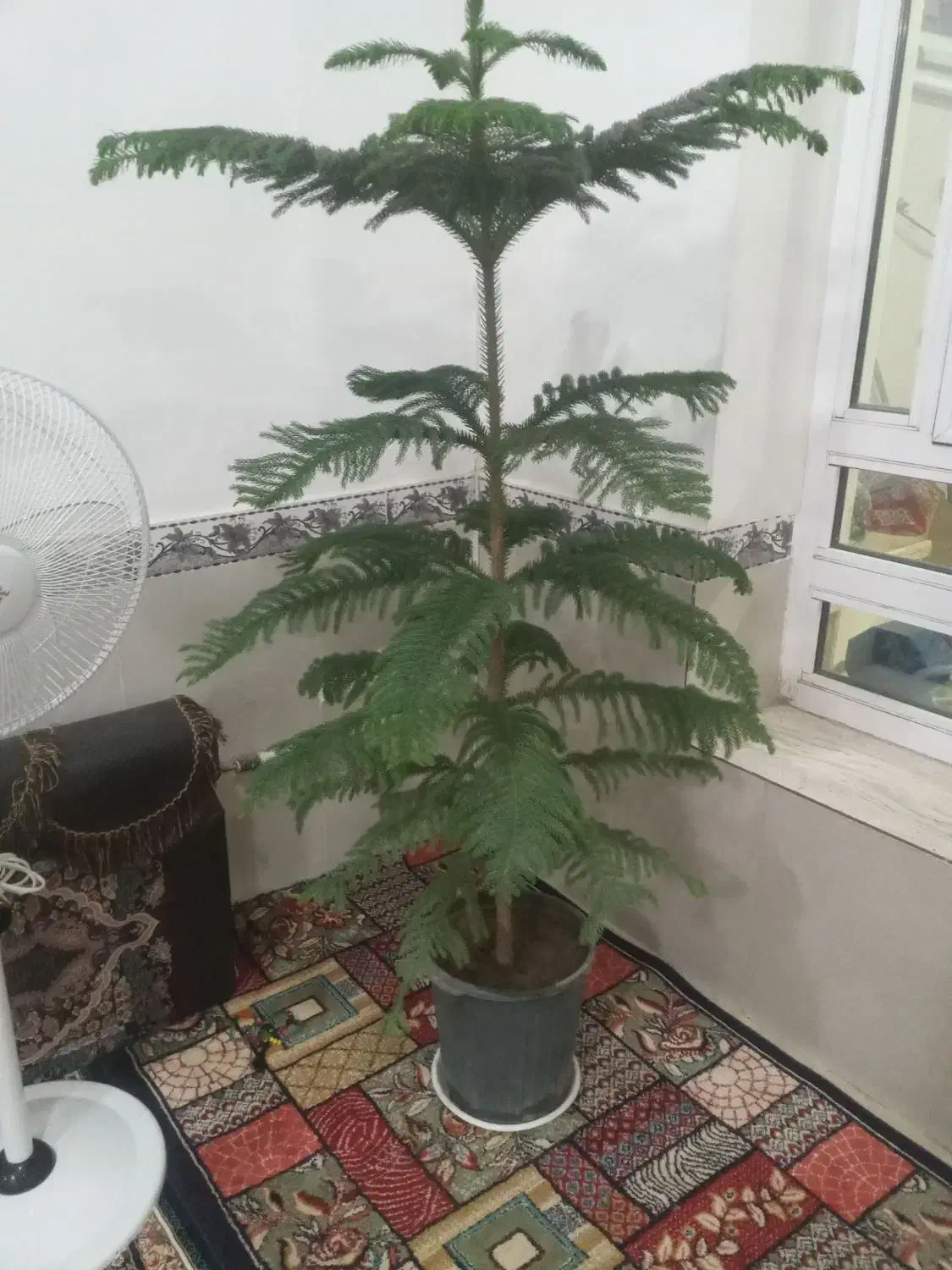 گل کاج مطبق|گل و گیاه طبیعی|مهران (ایلام), |دیوار