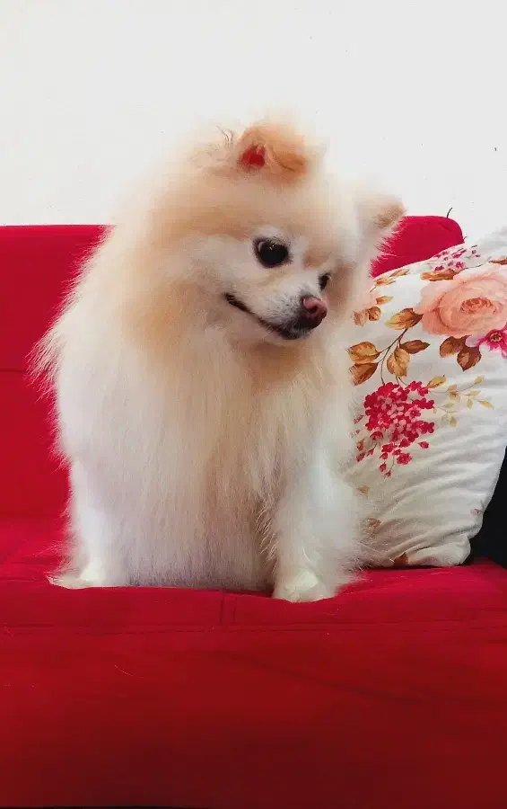 سگ پامر پامرانین ماده خرسی|سگ|رشت, جماران|دیوار