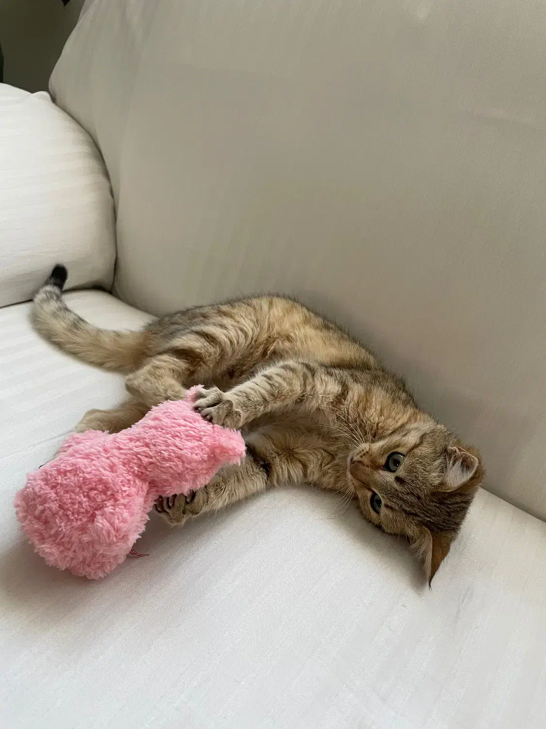 واگذاری گربه|گربه|رشت, استادسرا|دیوار