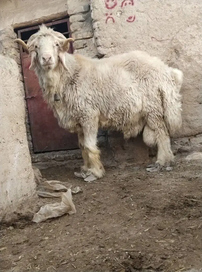 قوچ تخمی بختیاری اصل  کیلویی ۳۲۵  بردسیر|حیوانات مزرعه|کرمان, |دیوار