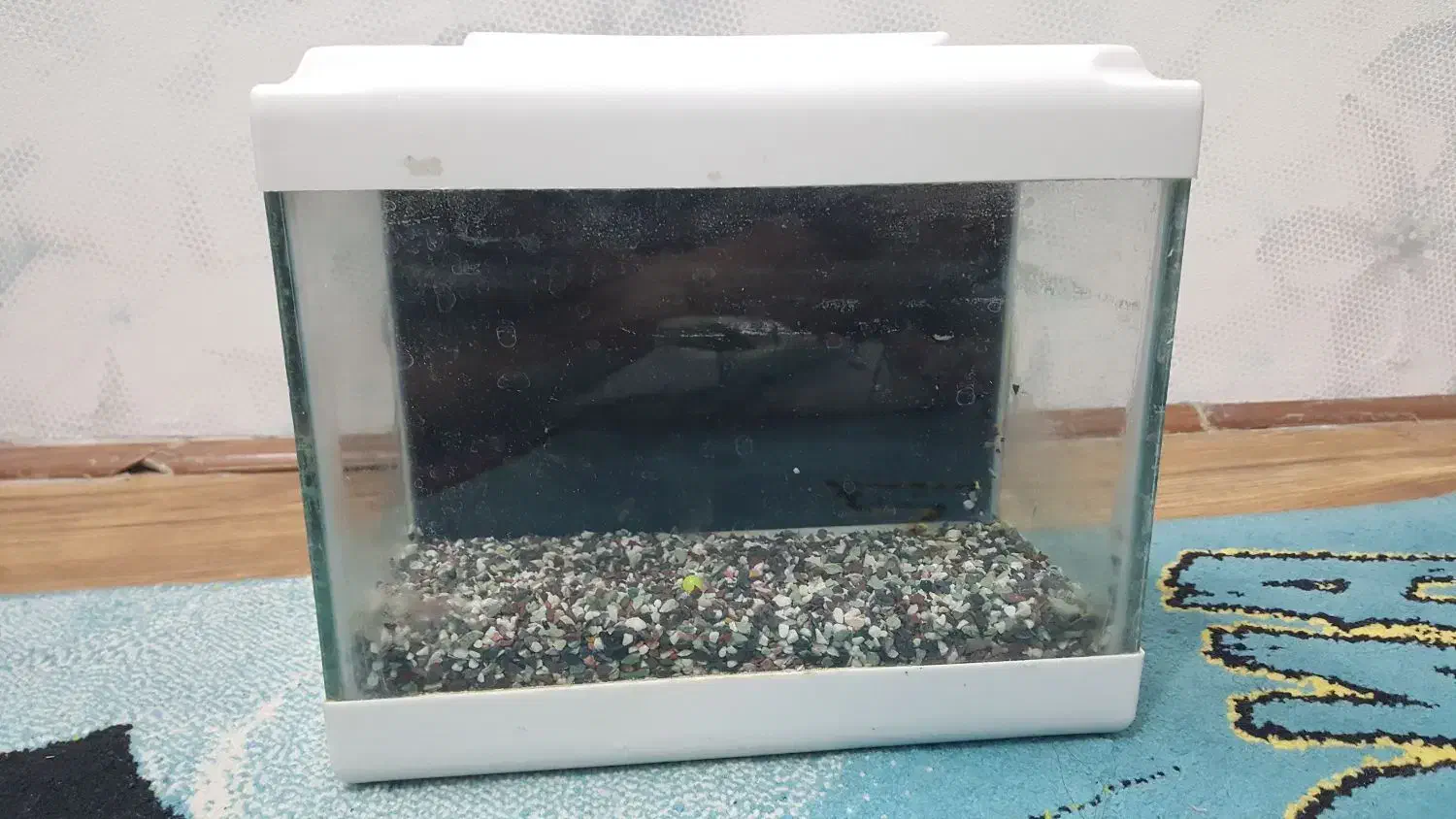 اکواریوم|ماهی|خرم‌آباد, |دیوار