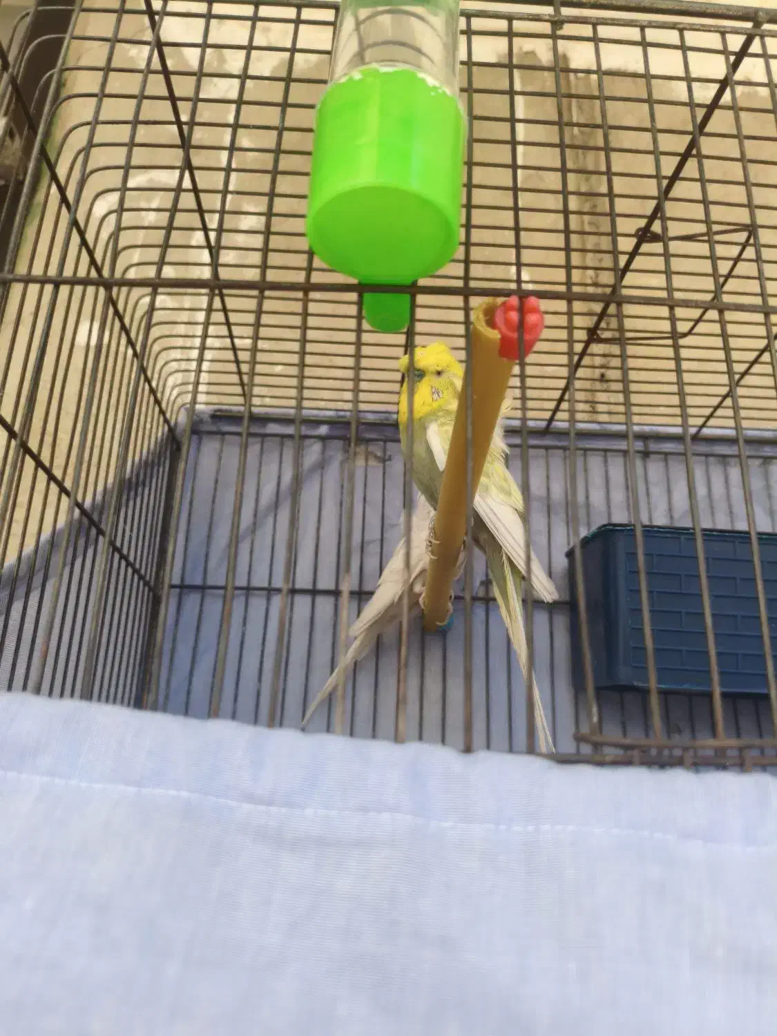 مرغ عشق پروانه ای|پرنده|الوند, |دیوار