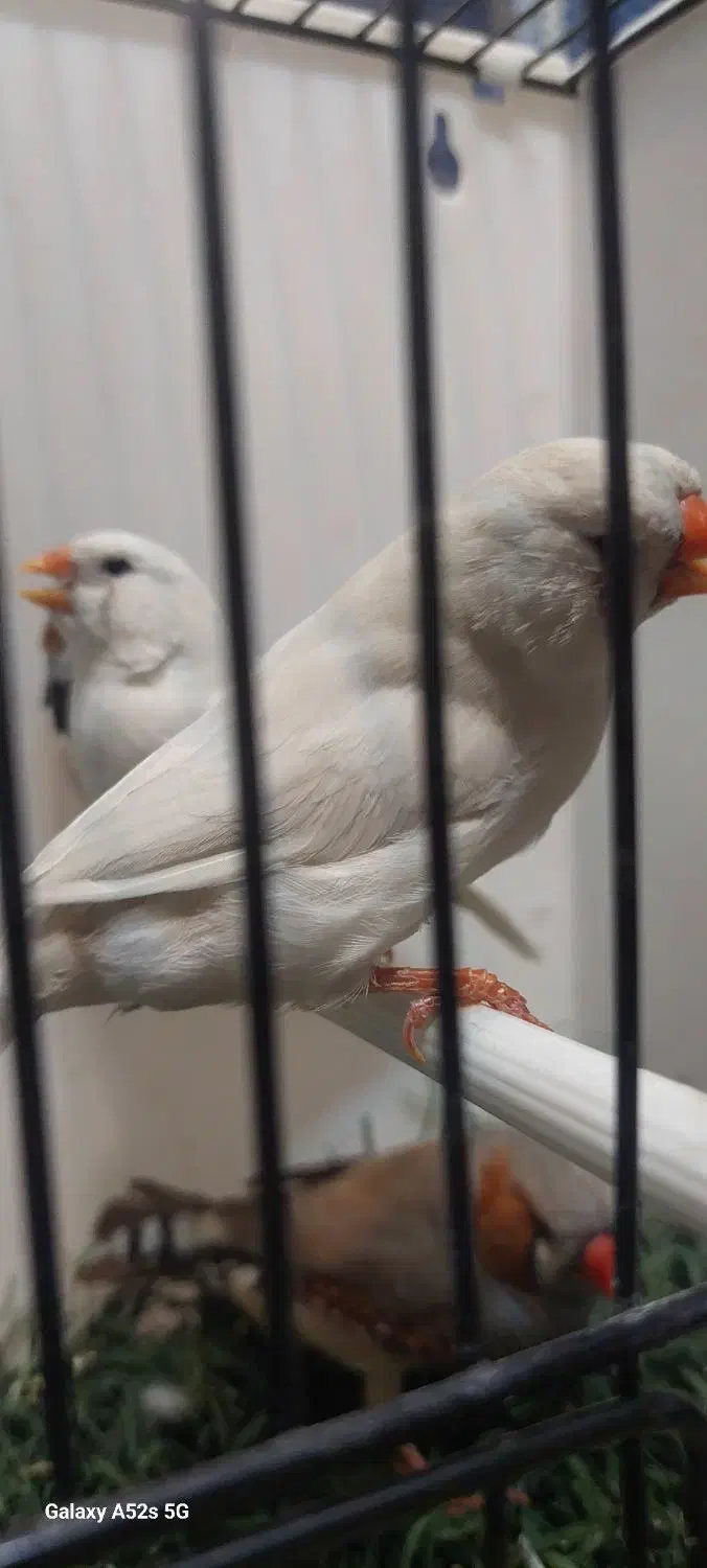 تعدادی فنج انگلیسی واورنج اروپایی|پرنده|خمینیشهر, |دیوار