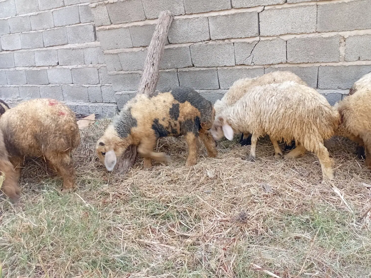 بره|حیوانات مزرعه|جیرفت, |دیوار