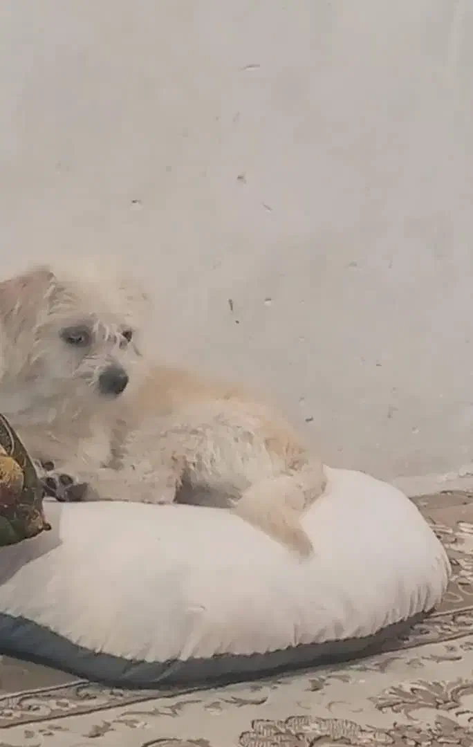 واگذاری|سگ|بردسکن, |دیوار