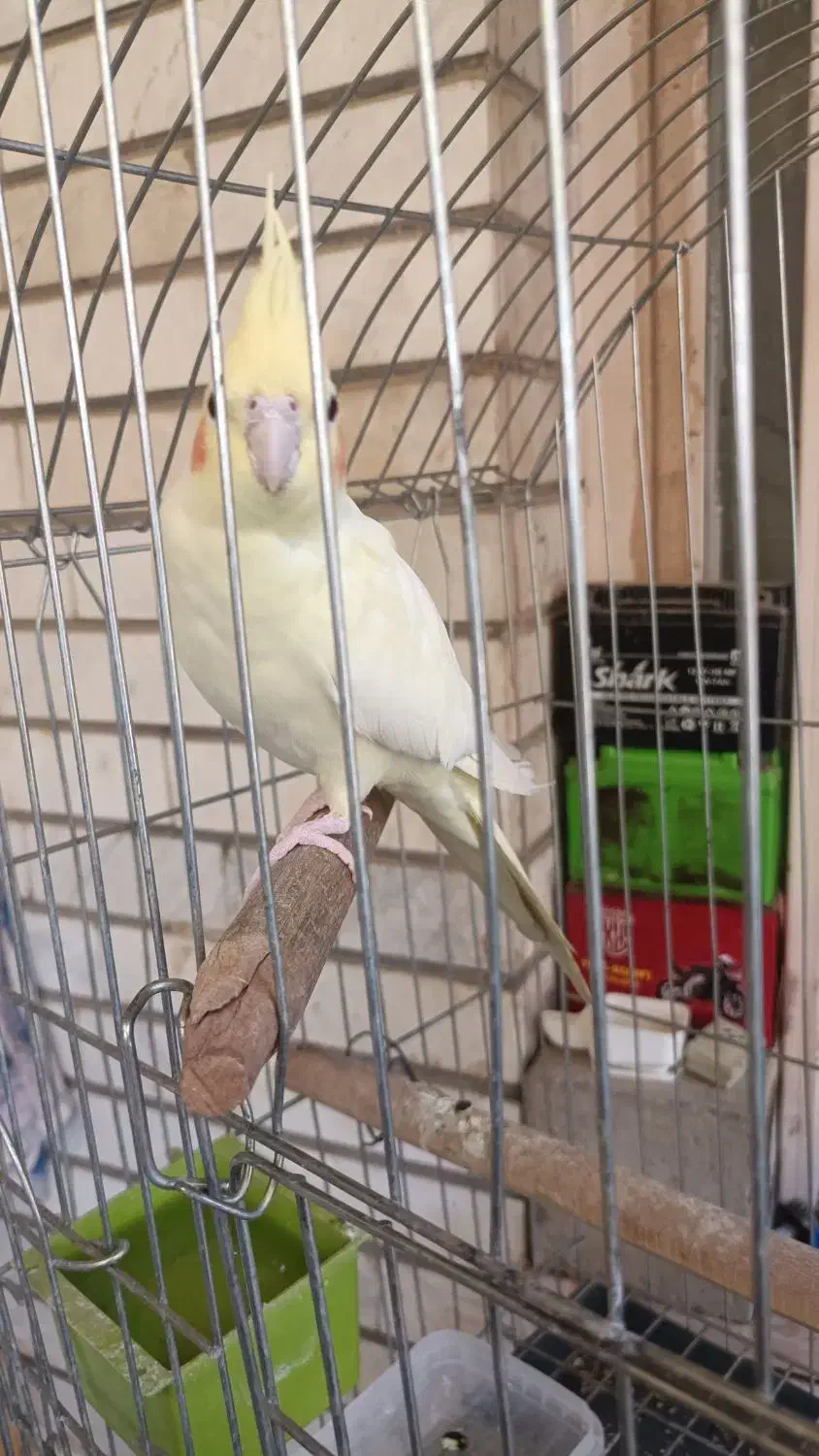 یک جفت عروس هلندی لوتینو چشم شرابی هیکل درشت|پرنده|اهواز, فاز ۲ پادادشهر|دیوار