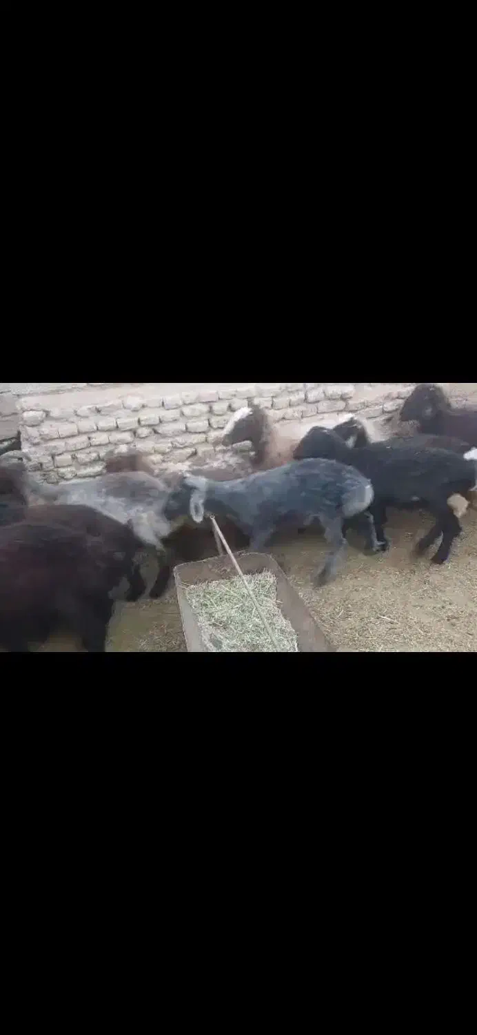 فروش 25راس بره 18راس نر 7راس ماده|حیوانات مزرعه|زرین دشت (فارس), |دیوار