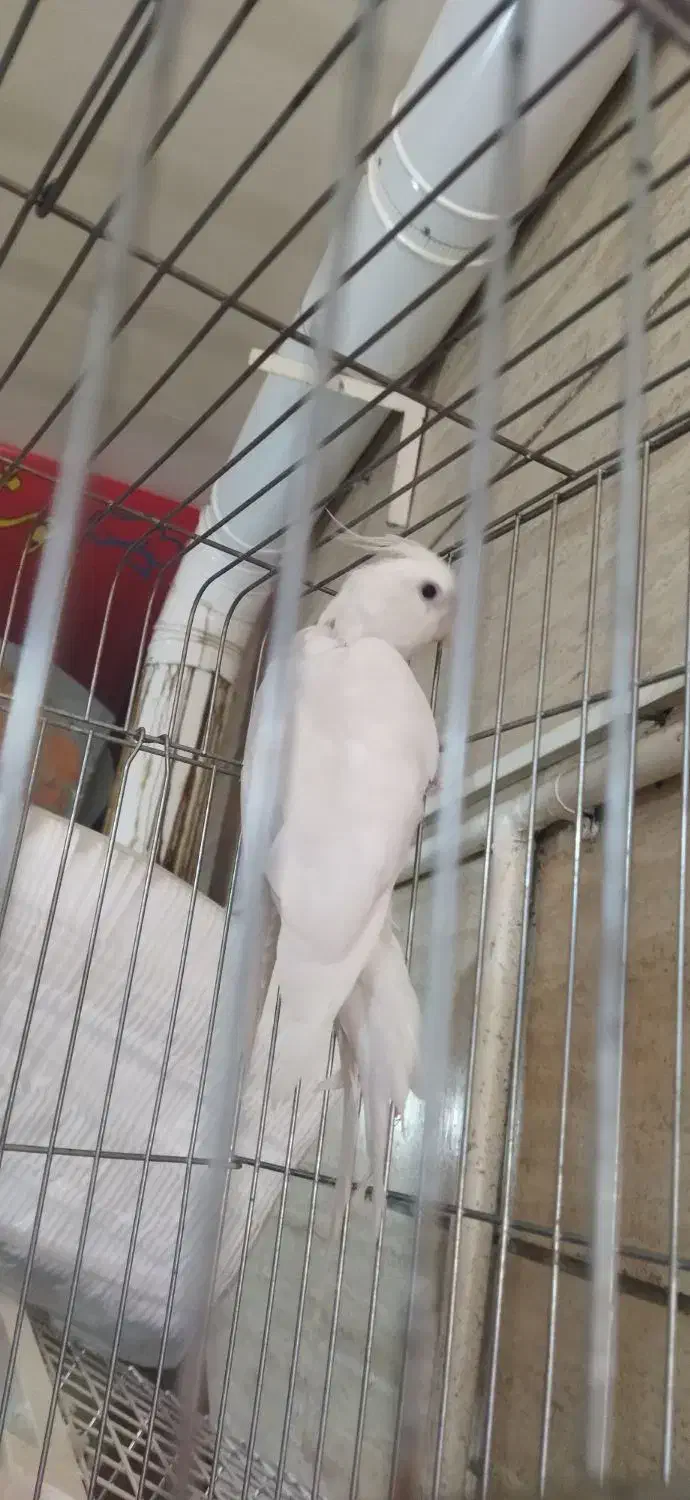 عروس هلندی آلبینو|پرنده|فردیس, شهرک شهید حسینی|دیوار