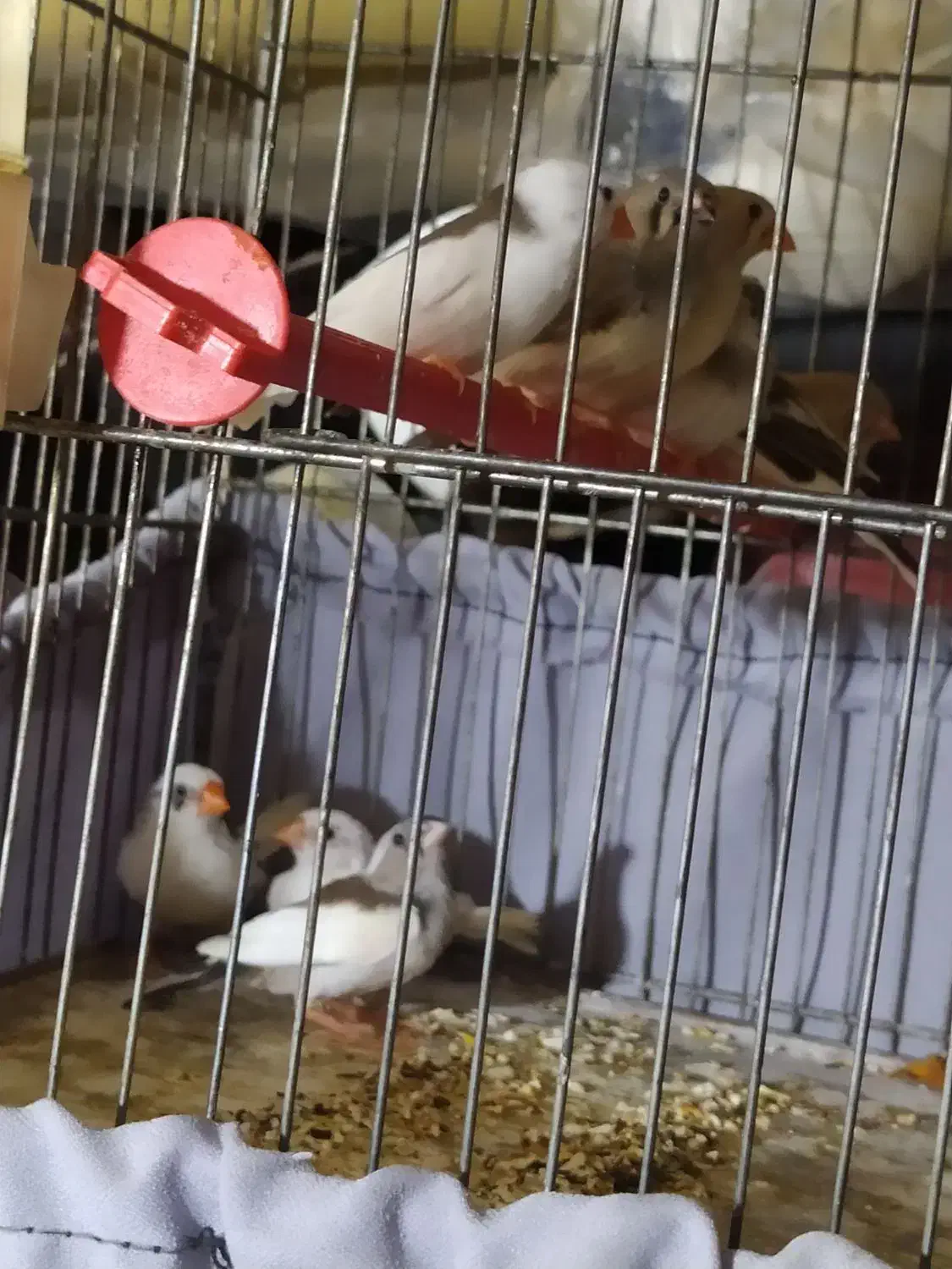 فنچ|پرنده|قزوین, |دیوار